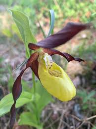 Attēlu rezultāti vaicājumam “Cypripedium calceolus flower”