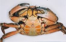 Image result for Carcinus maenas