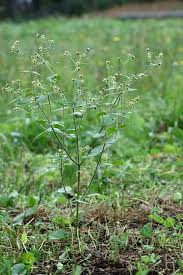 Attēlu rezultāti vaicājumam “Galinsoga quadriradiata leaf”