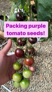 Afbeeldingsresultaat voor prudence purple tomato