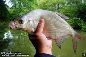 Image result for Abramis brama