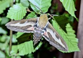 Attēlu rezultāti vaicājumam “Hyles gallii imago”