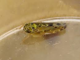 Attēlu rezultāti vaicājumam “Lamprotettix nitidulus”