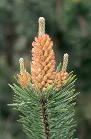 Attēlu rezultāti vaicājumam “Pinus sylvestris male flower”