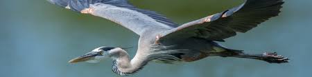 Image result for heron