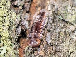 Attēlu rezultāti vaicājumam “Lycidae”