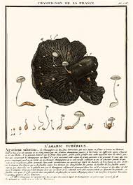 Attēlu rezultāti vaicājumam “Collybia tuberosa”