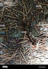 Attēlu rezultāti vaicājumam “Potamophylax”