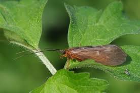 Attēlu rezultāti vaicājumam “Potamophylax”