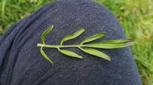 Attēlu rezultāti vaicājumam “Cardamine pratensis leaf”