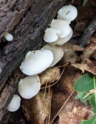 Attēlu rezultāti vaicājumam “Physarum viride var. aurantium stalked”