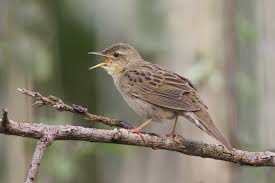 Image result for Locustella naevia