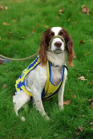 Image result for Tunbridge Wells Harriers