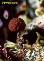 Attēlu rezultāti vaicājumam “Physarum luteolum young”