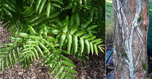 Attēlu rezultāti vaicājumam “Pterocarya fraxinifolia leaf”