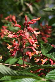 Attēlu rezultāti vaicājumam “Aesculus x hybrida flower”