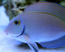 Image result for Acanthurus bahianus