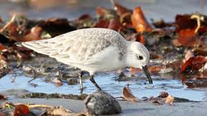 Attēlu rezultāti vaicājumam “Calidris alba”