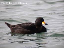 Attēlu rezultāti vaicājumam “Melanitta nigra male”