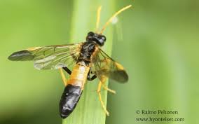 Attēlu rezultāti vaicājumam “Tenthredo campestris”