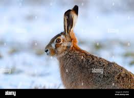 Attēlu rezultāti vaicājumam “Lepus europaeus adult”