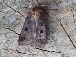 Attēlu rezultāti vaicājumam “Diarsia brunnea”