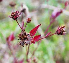 Attēlu rezultāti vaicājumam “Bidens frondosa fruit”