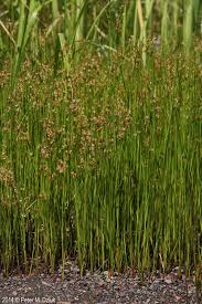 Attēlu rezultāti vaicājumam “Juncus nastanthus”