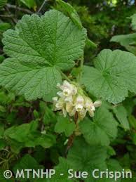 Attēlu rezultāti vaicājumam “Stemonitis pallida var. rubescens macro”