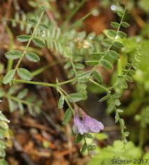 Attēlu rezultāti vaicājumam “Vicia sylvatica bud”