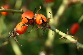 Attēlu rezultāti vaicājumam “Rosa subcanina fruit”