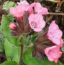 Attēlu rezultāti vaicājumam “Pulmonaria obscura”