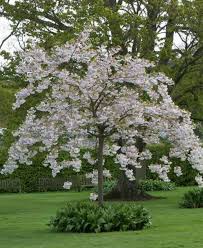 Attēlu rezultāti vaicājumam “Prunus (sakura)”