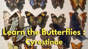 Attēlu rezultāti vaicājumam “Nymphalidae”