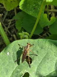 Attēlu rezultāti vaicājumam “Pantilius tunicatus imago”