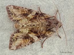 Attēlu rezultāti vaicājumam “Lacanobia contigua imago”