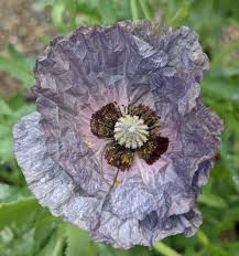 Image result for Papaver rhoeas