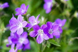 Attēlu rezultāti vaicājumam “Geranium sylvaticum flower”