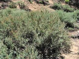 Attēlu rezultāti vaicājumam “Chenopodiaceae”