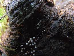 Attēlu rezultāti vaicājumam “Henningsomyces candidus”