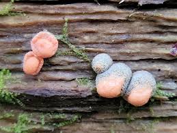 Attēlu rezultāti vaicājumam “Lycogala miserum young”