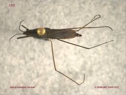 Attēlu rezultāti vaicājumam “Gerridae”