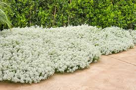 Image result for Alyssum diffusum