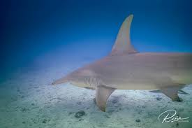 Image result for Sphyrna mokarran