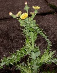 Attēlu rezultāti vaicājumam “Sonchus asper flower”