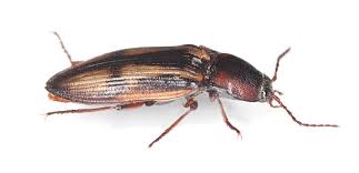 Attēlu rezultāti vaicājumam “Selatosomus cruciatus”