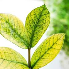 Image result for zamiokulkas