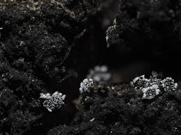 Attēlu rezultāti vaicājumam “Physarum braunianum young”