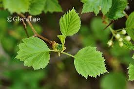 Attēlu rezultāti vaicājumam “Crataegus x macrocarpa leaf”