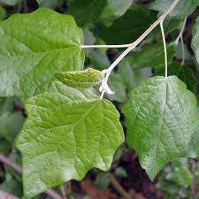 Attēlu rezultāti vaicājumam “Populus x canescens”